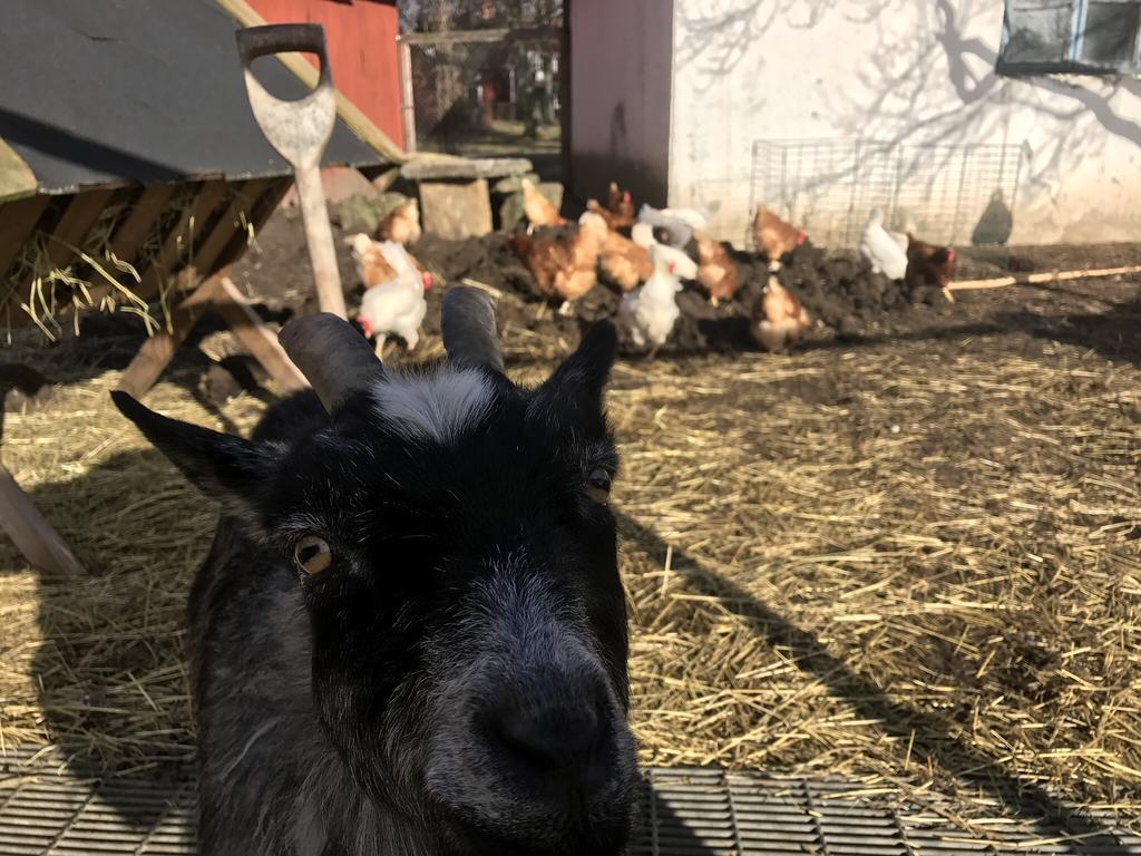 Aeventyrsgardens Vandrarhem, Kinnekulle Källby Kültér fotó